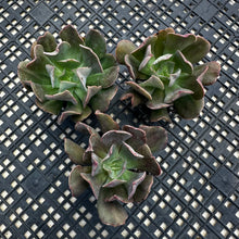 Load image into Gallery viewer, Echeveria ‘Dark Vader’