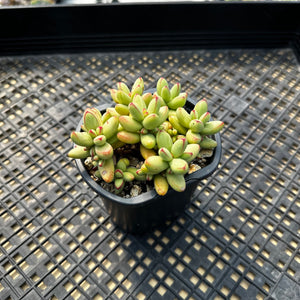 Crassula nudicaulis var. herrei Variegated