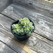 Load image into Gallery viewer, Sedum perezdelarosae