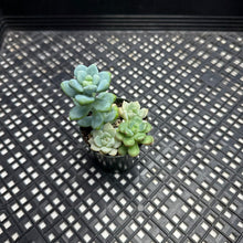 Load image into Gallery viewer, Mixed tender succulents