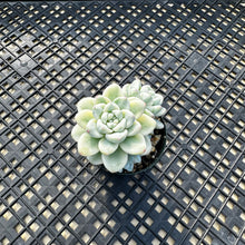 Load image into Gallery viewer, Sedum Clavatum