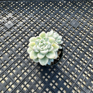 Sedum Clavatum