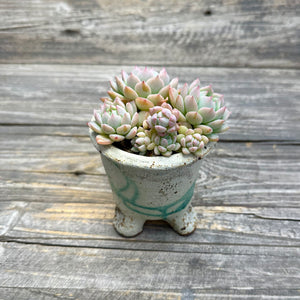 Echeveria ‘Pink Bright’ planter combo