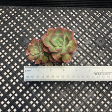 Load image into Gallery viewer, Echeveria &#39;Bicolor&#39;