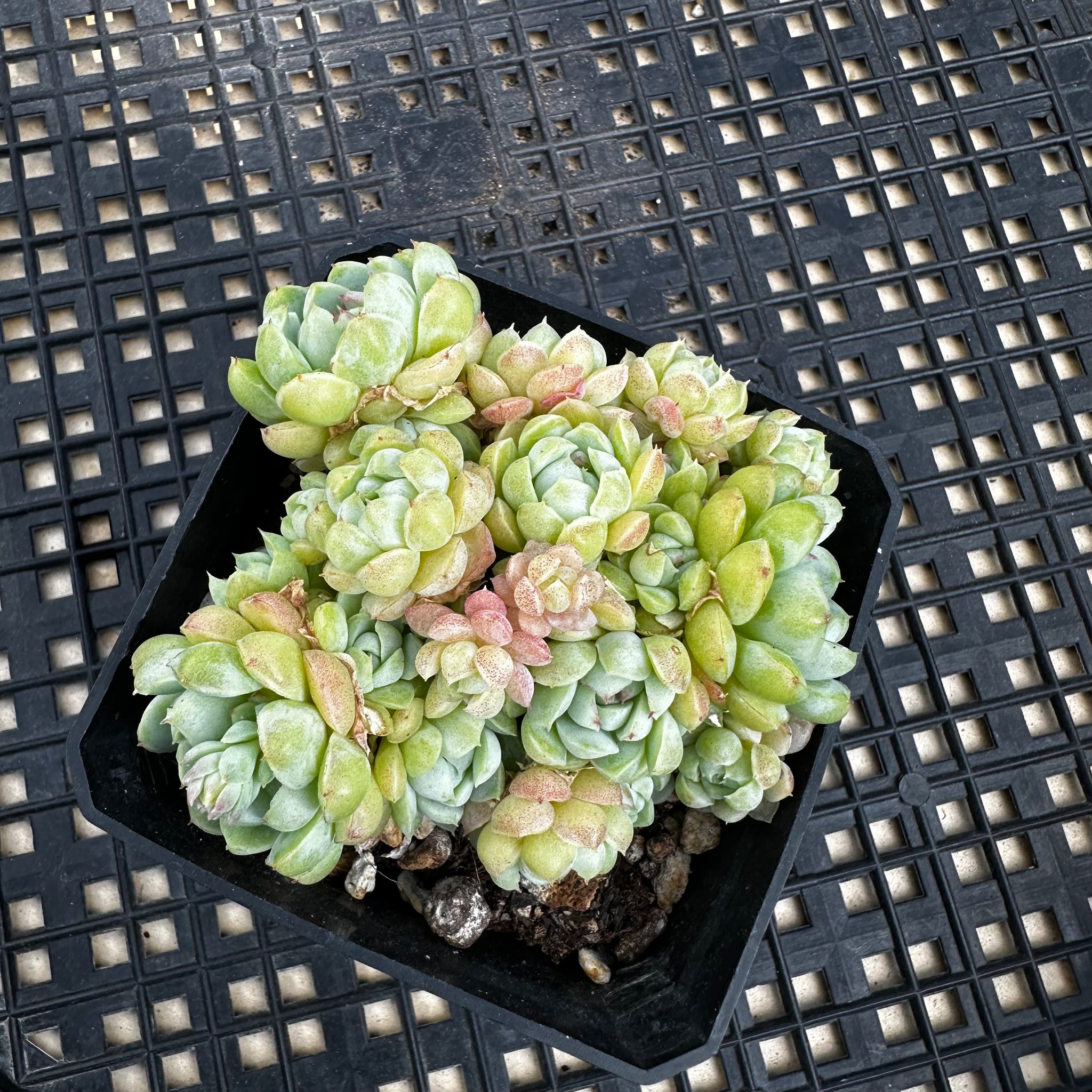 chubby leaf succulents Echeveria 'Sugar Princess' – Chubby Leaf Succulents