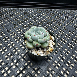 Echeveria amoena microcalyx