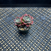 Load image into Gallery viewer, Echeveria &#39;Bicolor&#39;