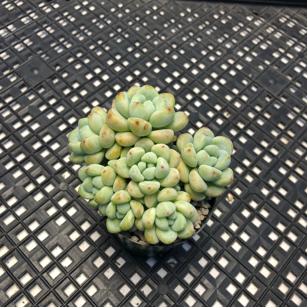 Sedum Clavatum