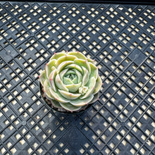 Load image into Gallery viewer, Echeveria cv ‘Onslow’