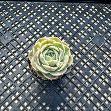 Echeveria cv ‘Onslow’