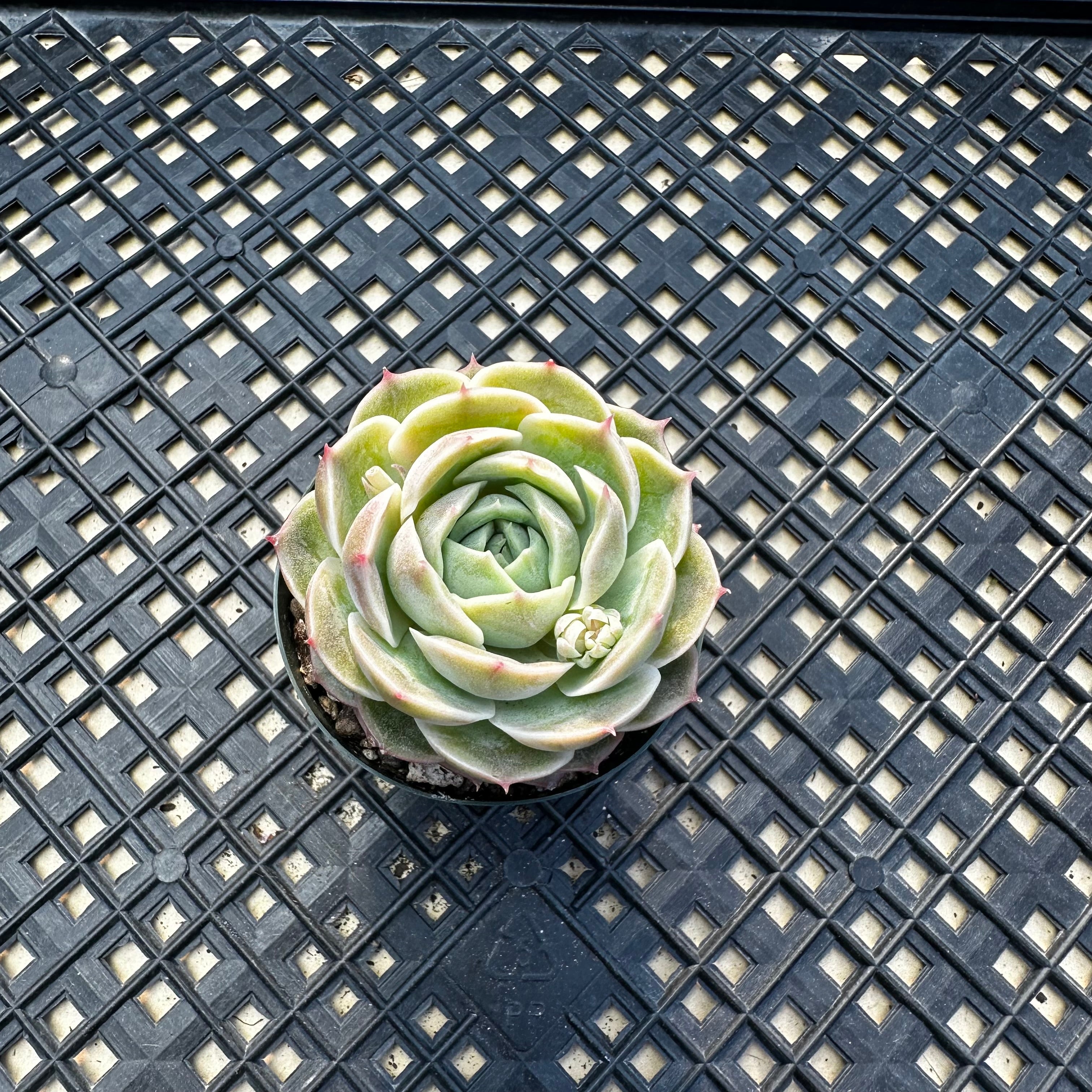 Echeveria cv ‘Onslow’