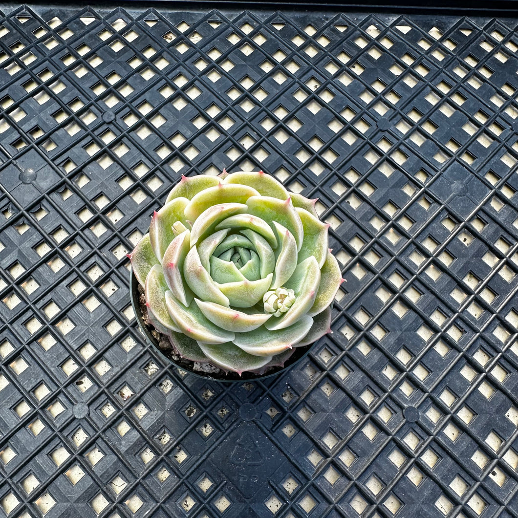 Echeveria cv ‘Onslow’