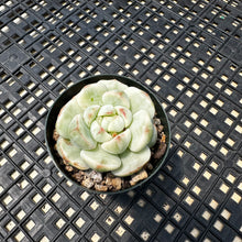 Load image into Gallery viewer, Sedeveria ‘Pudgy’ Variegated