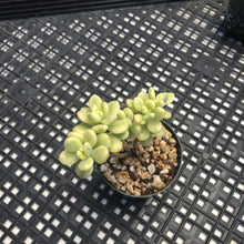 Load image into Gallery viewer, Echeveria macdougallii variegated  aka “sedoides“