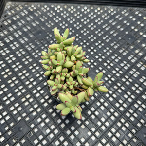 Crassula nudicaulis var. herrei