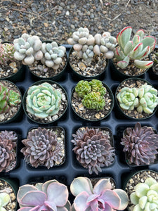 #ER-F34 Assorted 2-2.5” premium succulents. Echeveria, Crested, Crassula, Graptoveria, Sedum, Variegated
