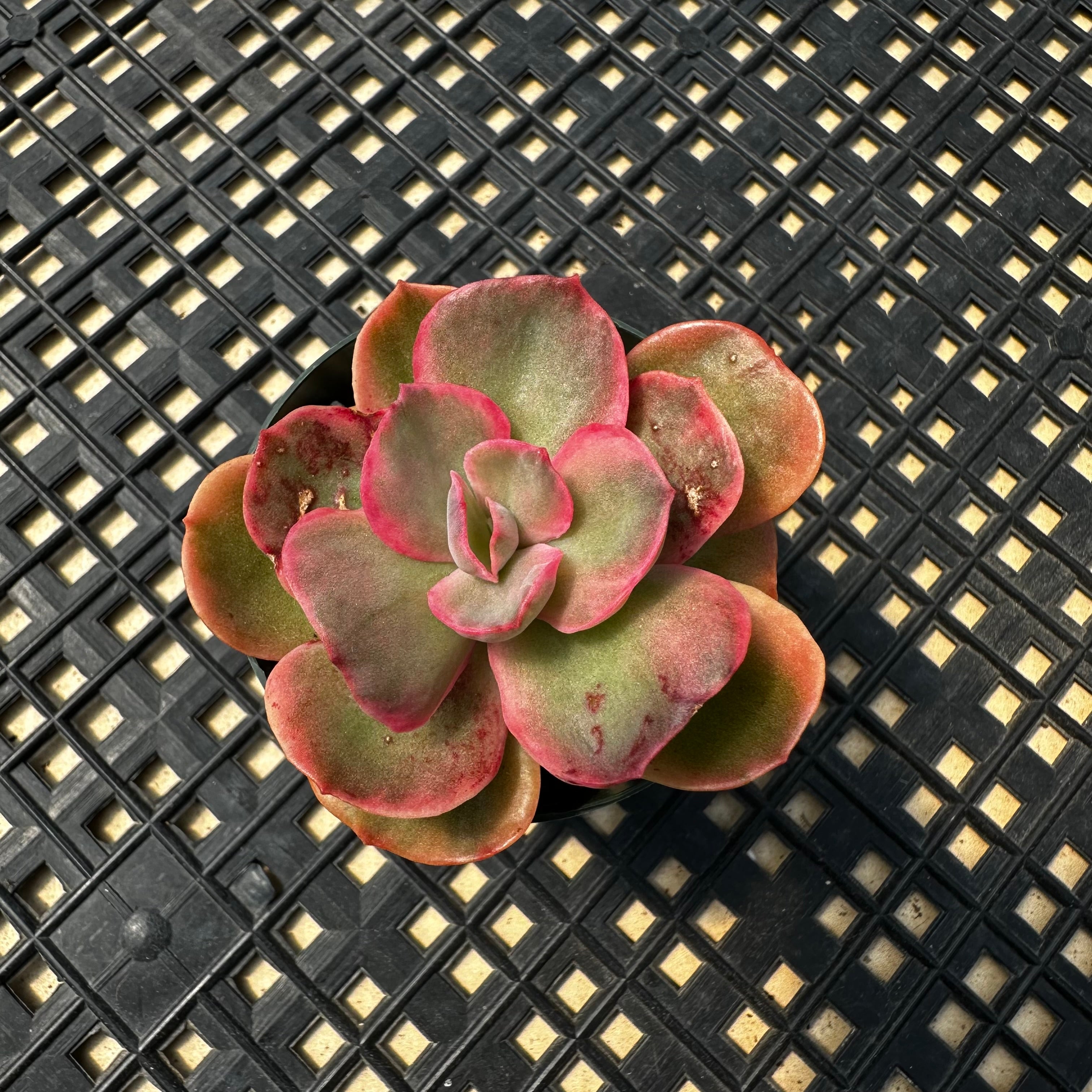 rock rose succulent Echeveria 'Rose Rock' Variegated – Chubby Leaf Succulents