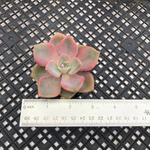 Load image into Gallery viewer, Graptoveria ‘Mrs Richards’