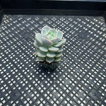 Load image into Gallery viewer, Graptoveria titubans