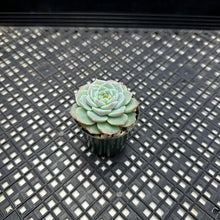 Load image into Gallery viewer, Echeveria ‘Red Velvet’