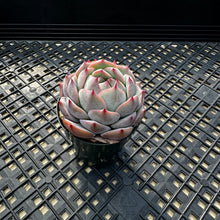 Load image into Gallery viewer, Echeveria ‘Prism’