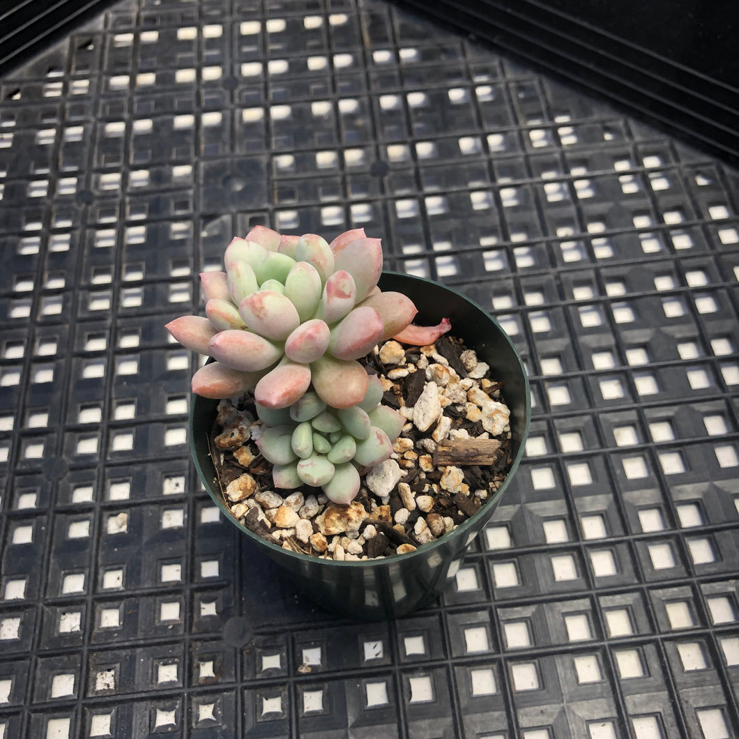 Graptoveria ‘Bridgette’