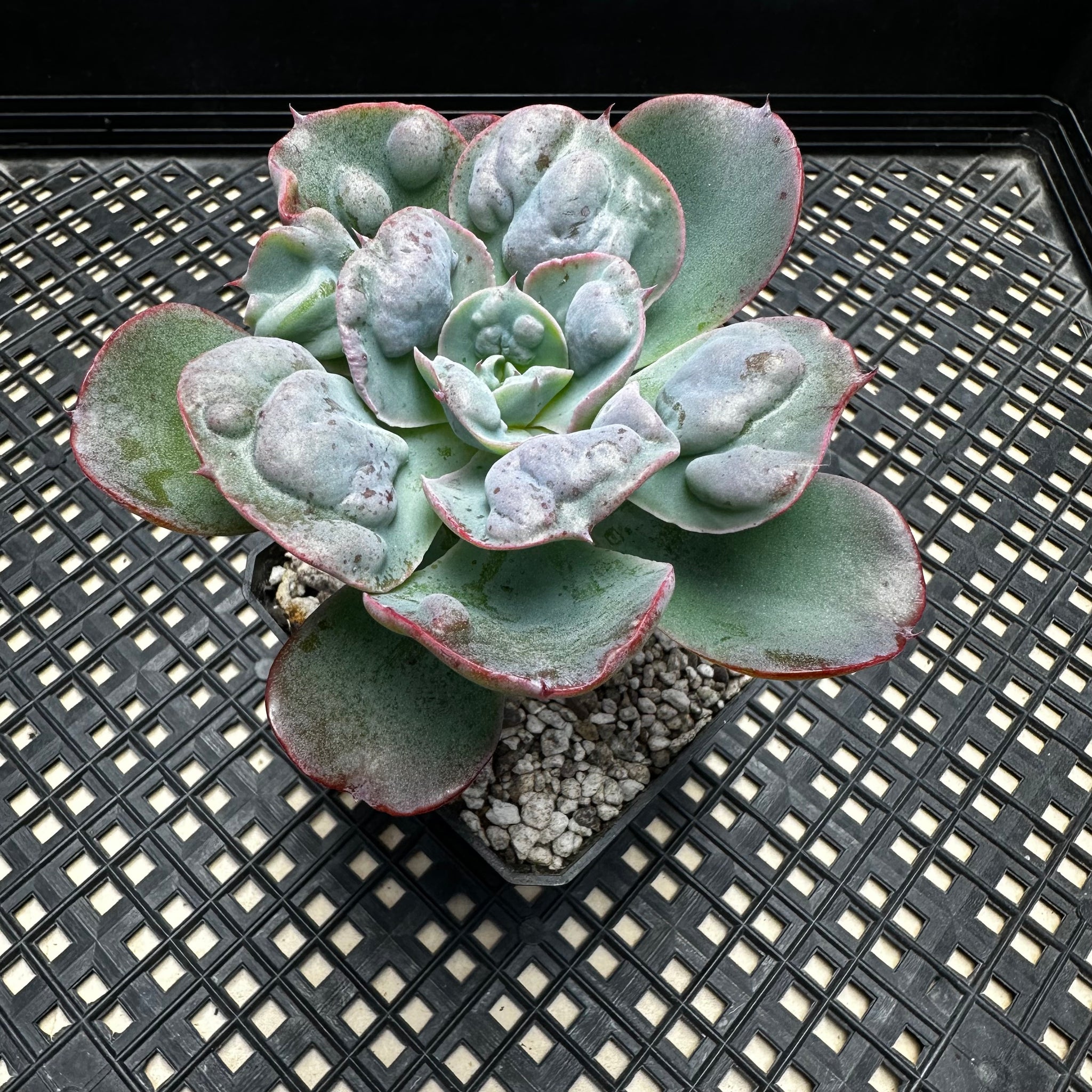 heart delight succulent Echeveria 'Hearts Delight' – Chubby Leaf Succulents