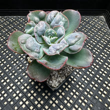 Load image into Gallery viewer, Echeveria ‘Hearts Delight’