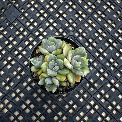 Pachyveria Pachyphytoides Variegated