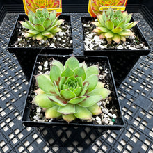 Load image into Gallery viewer, Sempervivum Chick Charms®  Gold Nugget™