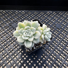 Load image into Gallery viewer, Sedum clavatum variegated