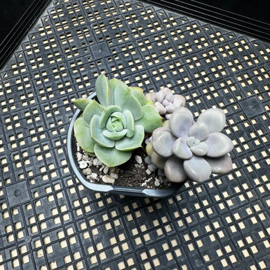 Gratopetalum ‘Ellen’ & Echeveria ‘White Snow’