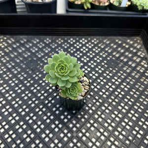 Sedeveria ‘Green Rose’