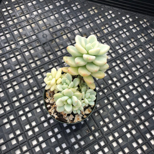 Sedum clavatum variegated