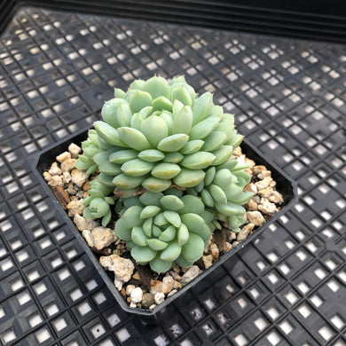 Echeveria ‘Sugar Princess’