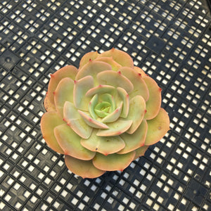 Echeveria ‘White Snow’
