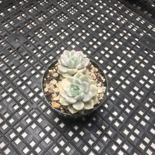 Load image into Gallery viewer, Echeveria Agavoides ‘Tinkerbell’ variegated
