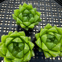 Load image into Gallery viewer, Haworthia cooperi