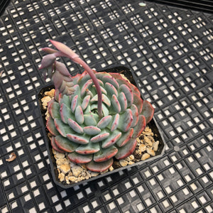 Echeveria ‘Rainbow Goddess’