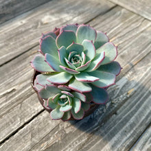 Load image into Gallery viewer, Echeveria ‘Laulensis’ planter combo