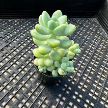 Load image into Gallery viewer, Sedum treleasei
