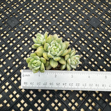 Load image into Gallery viewer, Sedeveria ‘Markus’ Variegated