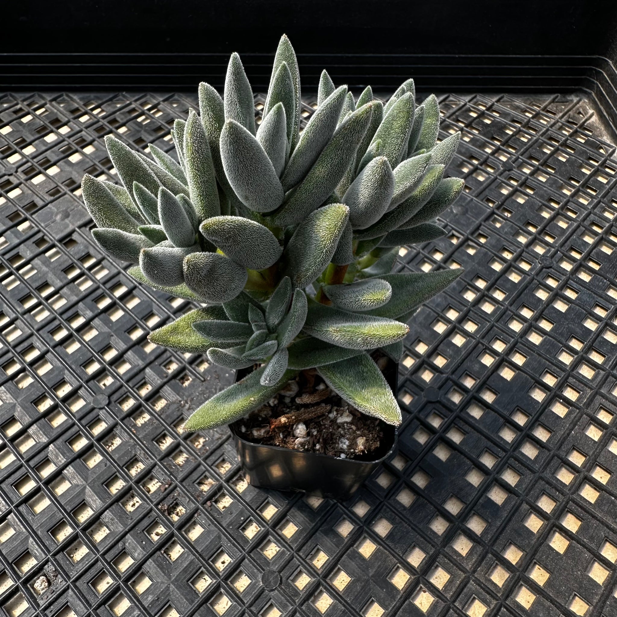 mesembryanthemoides succulent Crassula mesembryanthemoides 'Tarantula' – Chubby Leaf Succulents