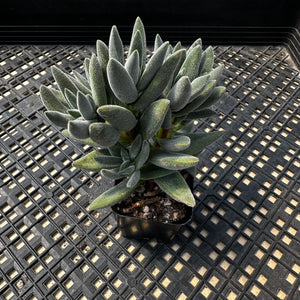Crassula mesembryanthemoides 'Tarantula'