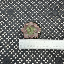 Load image into Gallery viewer, Echeveria ‘Sir Charles’