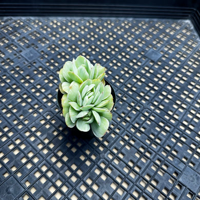 Echeveria ‘Mocha’ Variegated Crested