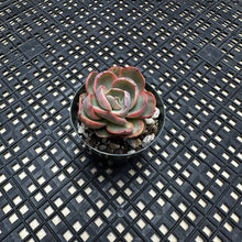 Load image into Gallery viewer, Echeveria  ‘Suyon’ Variegated