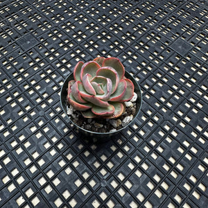 Echeveria  ‘Suyon’ Variegated
