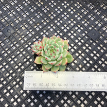 Load image into Gallery viewer, Echeveria ‘Blue Eye’