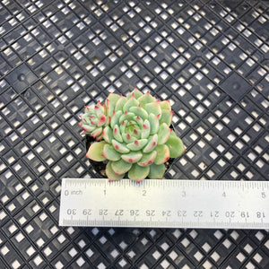 Echeveria ‘Blue Eye’